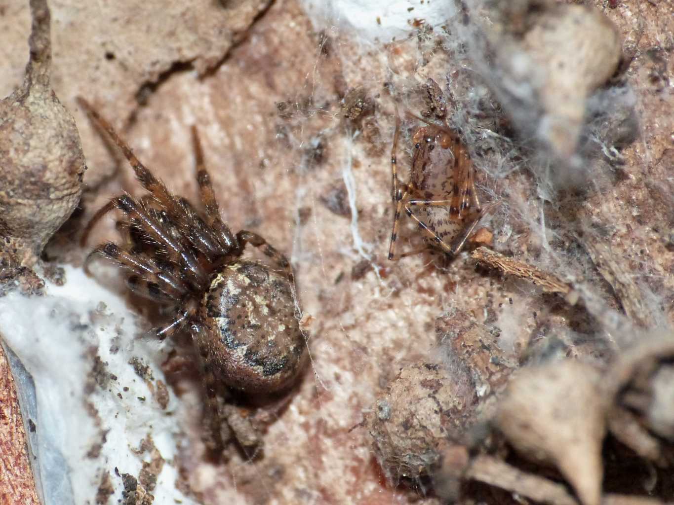 Maschio di Scytodes thoracica - Torrimpietra (RM)